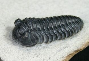 prone Acastoides Zguilmensis Trilobite #11005