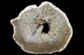 6.8" Polished Pocket Rot Petrified Wood Slab - Texas - Fossil #166466