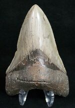 Lower Megalodon Tooth - Dagger! #10800