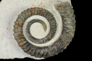 Early Devonian Ammonite (Anetoceras) - Tazarine, Morocco #154699