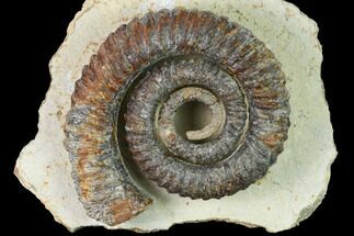 Early Devonian Ammonite (Anetoceras) - Tazarine, Morocco #154701