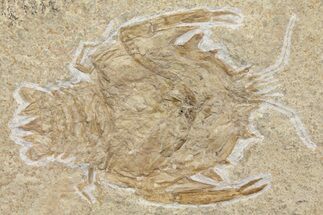 Large, Crustacean (Eryon) Fossil - Solnhofen Limestone #167795