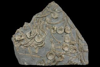 Plate of Fossil Ichthyosaur Vertebrae, Teeth & Ribs - Germany #167806