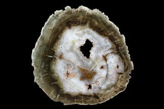 Crystal Filled Petrified Wood (Woodworthia) Round - Zimbabwe #167906