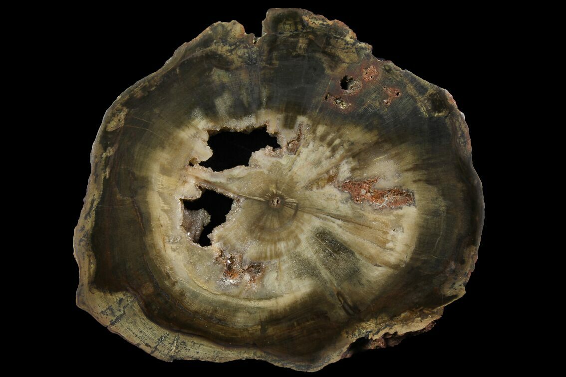 5.7" Triassic Petrified Wood (Woodworthia) Round Zimbabwe (167933