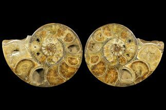 Honey-Orange Ammonite (Argonauticeras) - Befandriana, Madagascar #168517