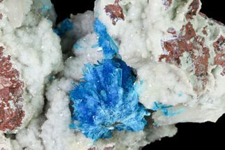 Vibrant Blue Cavansite Clusters on Stilbite - India - Crystal #168241