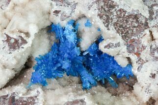 Vibrant Blue Cavansite Clusters on Stilbite - India #168250