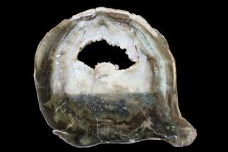 Triassic Petrified Wood (Woodworthia) Round - Zimbabwe #167940