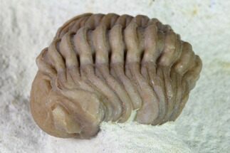 Curled Paciphacops Trilobite - Black Cat Mountain, Oklahoma #168819