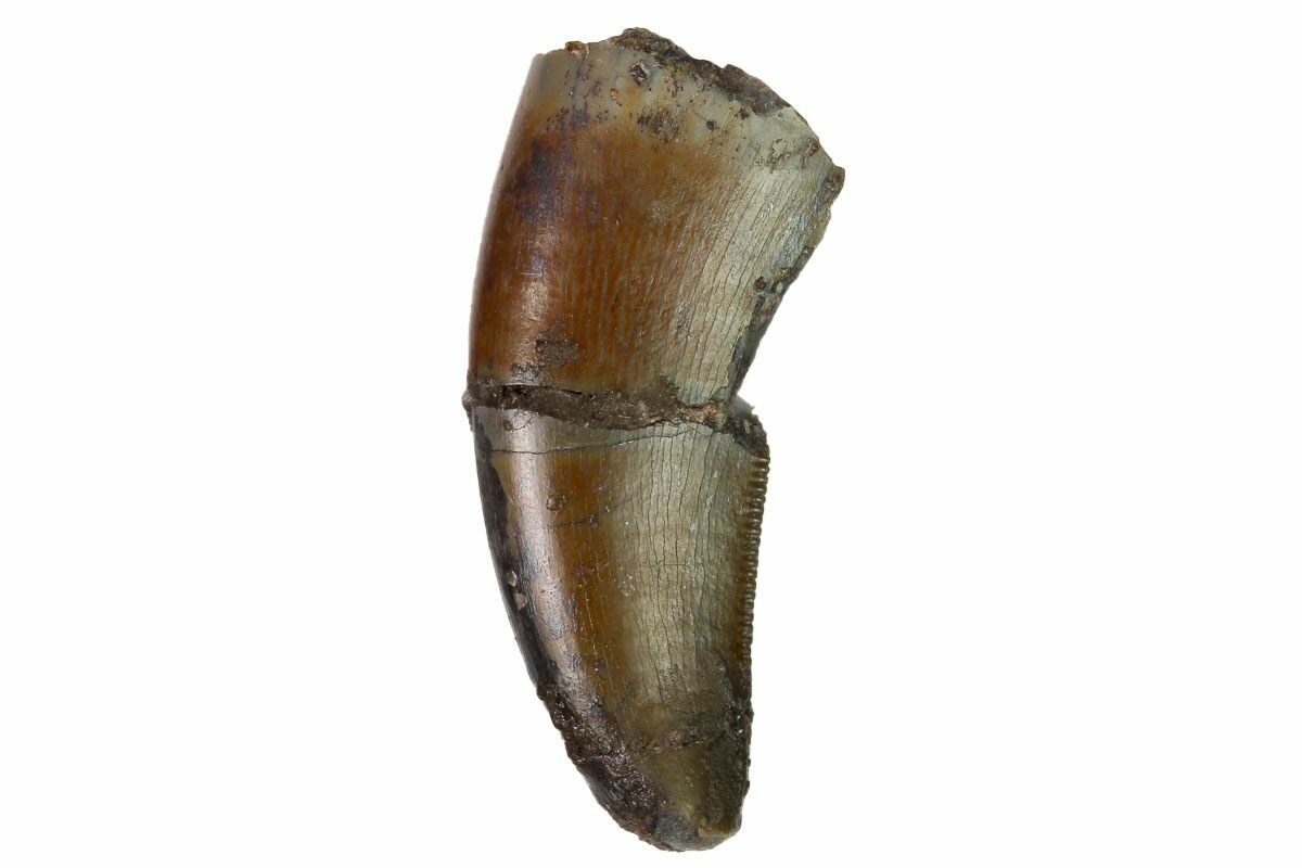 allosaurus tooth for sale