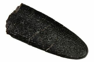 Rare, Sauropod Dinosaur (Apatosaurus) Tooth - Colorado #169027