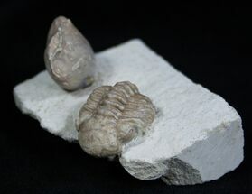 Kainops Raymondi With Brachiopod #1877