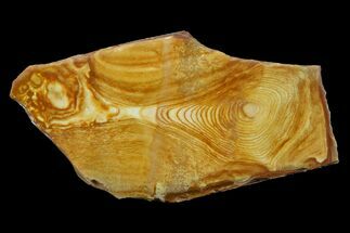 3.7" Polished Golden Picture Jasper Slice - Nevada - Crystal #168353