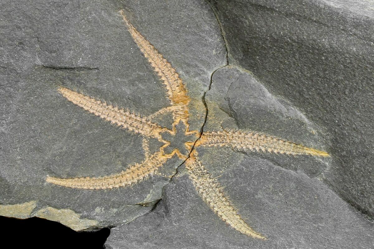 1.55" Ordovician Brittle Star (Ophiura) Morocco (169159) For Sale