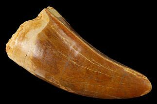Serrated, Carcharodontosaurus Tooth - Feeding Worn Tip #169690