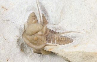 Pair Of Cyphaspis Carrolli Trilobites - Oklahoma #168868