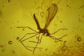 Fossil Gall Midge, Springtails and a Wasp in Baltic Amber #170023