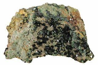 2.4" Deep-Green Libethenite Crystal Cluster - Crystal #169814