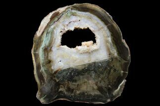 Petrified Wood (Woodworthia) Round With Crystals - Zimbabwe #167927