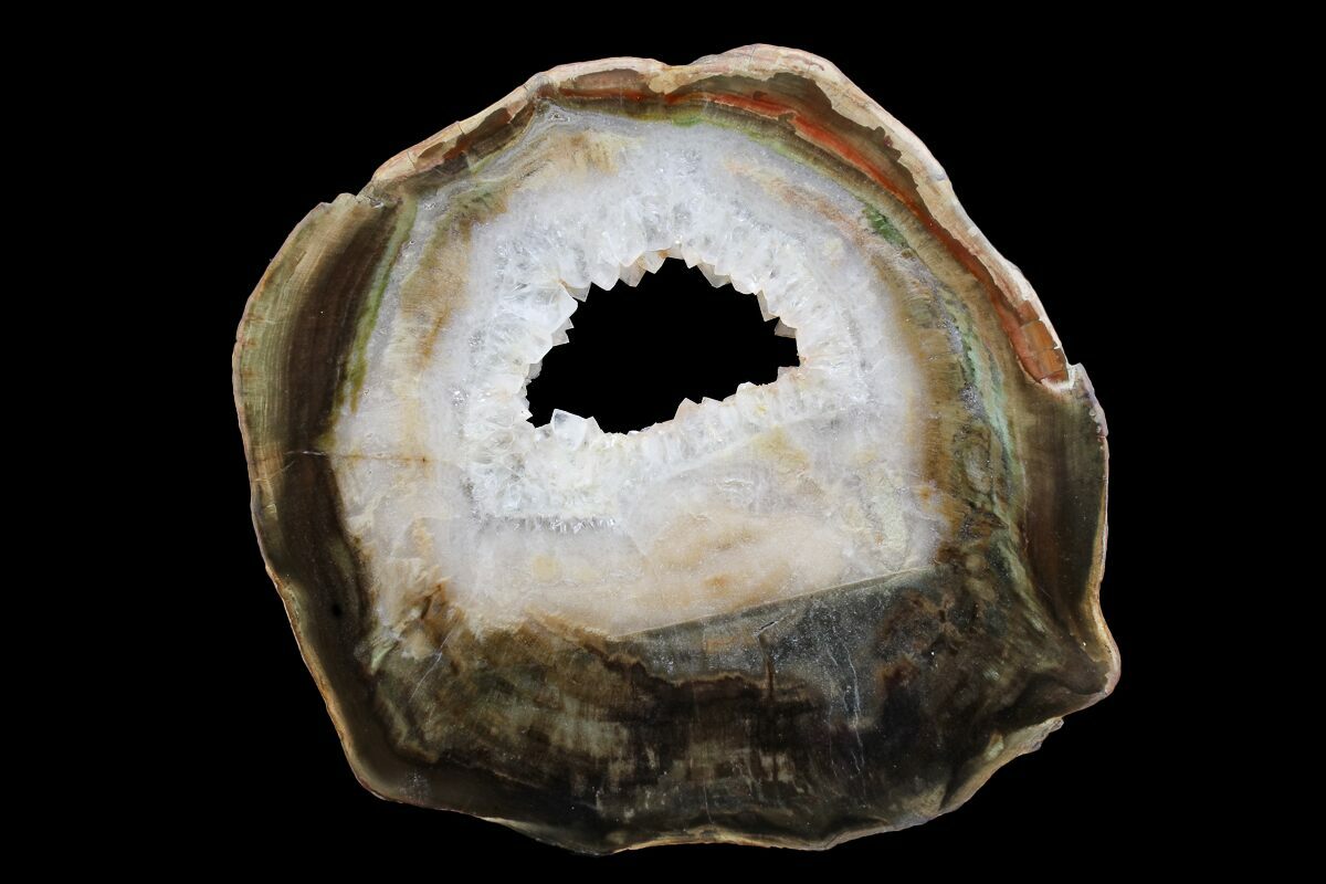 5.8" Triassic Petrified Wood (Woodworthia) Round Zimbabwe (167947