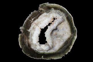 Triassic Petrified Wood (Woodworthia) Round - Zimbabwe #167948