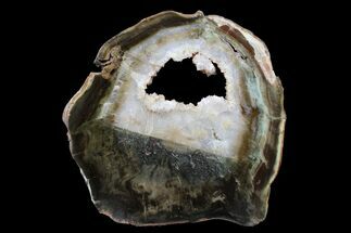 Triassic Petrified Wood (Woodworthia) Round - Zimbabwe #167957