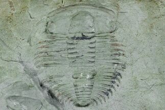 Cambrian Trilobite (Termierella) With Pos/Neg - Issafen, Morocco #170769