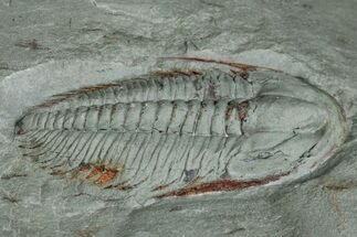 Cambrian Trilobite (Longianda) With Pos/Neg - Issafen, Morocco #170922