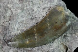 Rare, Megalosaurid (Marshosaurus?) Tooth - Colorado #168980