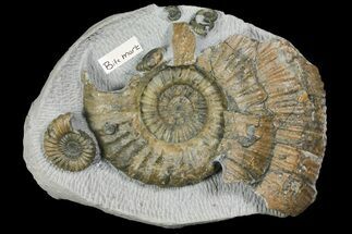 Fossil (Androgynoceras) Ammonite with Bite Mark - England #171246