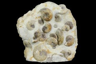 Fossil Ammonite (Leioceras) Cluster - Dorset, England #171253