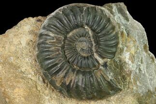 4.5" Ammonite (Aegasteroceras) Fossil - England - Fossil #171247