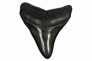 Fossil Megalodon Tooth - South Carolina #170472