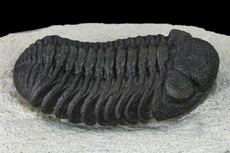 Morocops Trilobite - Visible Eye Facets #171531
