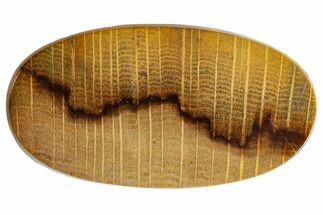 Polished Petrified Oak Wood Cabochon #171363