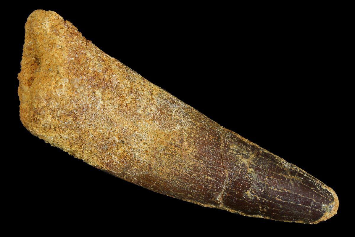 spinosaurus tooth fossil