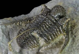 1.5" Very Detailed Cyphaspis Trilobite - Ofaten, Morocco - Fossil #170929