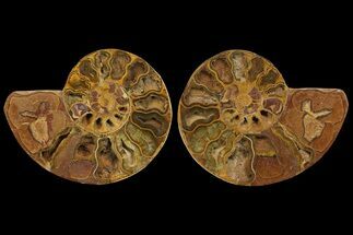 8.7" Cut & Polished Ammonite Fossil - Jurassic - Fossil #172447