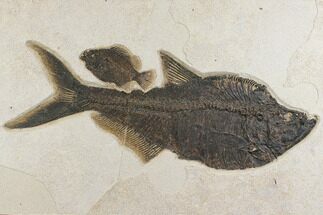 Diplomystus and Priscacara Fossil Fish Plate - Wyoming #172947