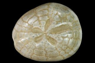 Polished, Cretaceous Fossil Echinoids (Sea Urchins) #173069
