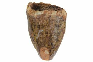 Serrated, Fossil Phytosaur Partial Tooth - Arizona #164661