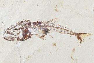 Cretaceous Predatory Fish (Eurypholis) - Squid In Stomach! #173375