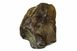 Fossil Hadrosaur (Duck-Billed Dinosaur) Partial Tooth - Montana #173427