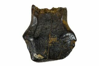 Bargain, .29" Fossil Nodosaur Tooth - Judith River Formation - Fossil #173466