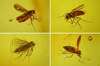Six Fossil Flies (Diptera) In Baltic Amber #173629