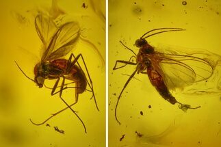 Two Detailed Fossil Flies (Diptera) In Baltic Amber #173641