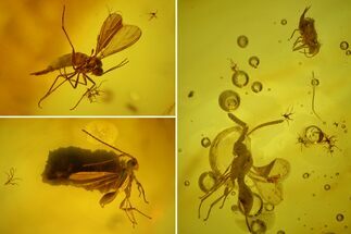 Fossil Flies, a Springtail and Two Wasps in Baltic Amber #173647