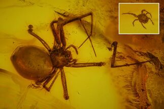 Detailed Fossil Spiders, a Mite and Three Flies in Baltic Amber #173715