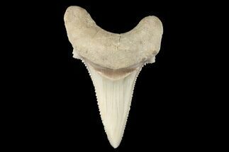Serrated Fossil Auriculatus Tooth - Sarysu River, Kazakhstan #173799
